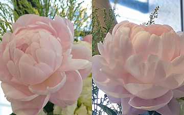 生花が視界にある空間