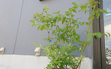 今年の稲沢植木まつりで購入したブルーベリー